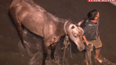 Dereye Düşen At İtfaiye Ekipleri Tarafından Kurtarıldı