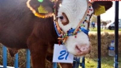 Silivride En Güzel Buzağı Yarışması