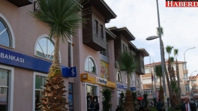 Palmiyeleri Ağaçları Koruma Altına Alındı