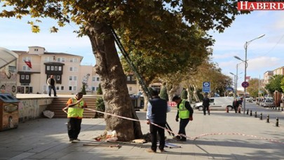 Büyükçekmece’nin çınarları 3 yıl budanmayacak