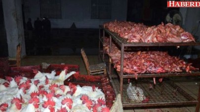 Kaçak Tavuk Kesimhanesi Baskınından Korkunç Görüntü!