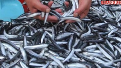 "Hamsi artık bizim için lüks oldu"