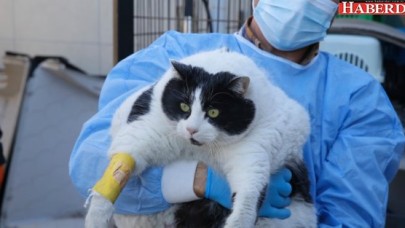 OBEZ KEDİ TOMBALAK, TEDAVİ ALTINDA