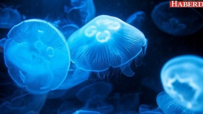 İstanbul Boğazını denizanası bastı