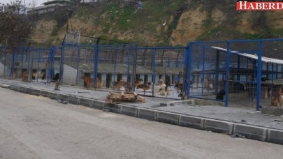 Büyükçekmece Belediyesi barınağını yeniliyor