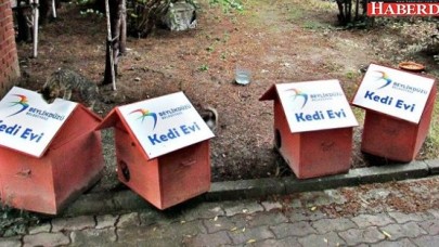 Beylikdüzündeki kedilere hediye ev