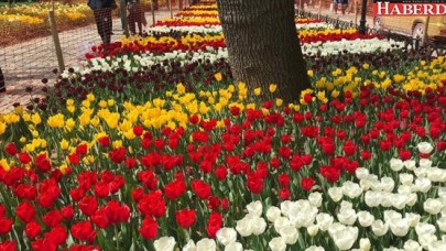 13. İstanbul Lale Festivali başladı