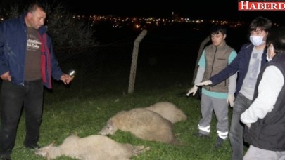 Büyükçekmecede Boş Araziye Dökülen Kimyasal Sıvıdan İçen Hayvanlar Telef Oldu
