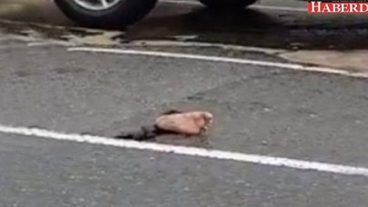 Yol Ortasında Duran Kesik Ayak Polisleri Bile Şaşkına Çevirdi