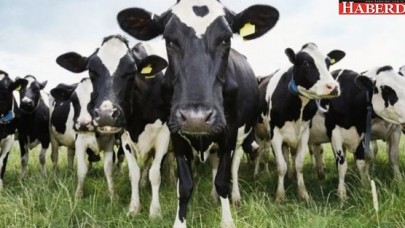 Ucuz ette yeni yöntem