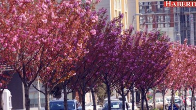 Büyükçekmeceliler rengarenk bir ilkbahar yaşıyor