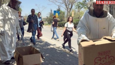 Kadıköyü arılar bastı!