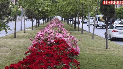 BEYLİKDÜZÜ, GÜLLERLE BEZENDİ