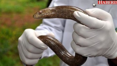 Bahçeşehirdeki oluklu kertenkeleler korku yaydı