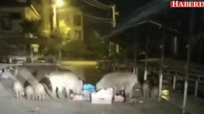Tatil cennetinde domuz sürüsü pazara indi