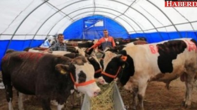 Kurbanlık fiyatları belli oldu! Büyük zam geliyor