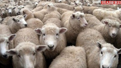 Kurbanlıklar görücüye çıktı (Kurbanlık fiyatları)