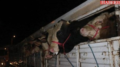 İlk kurbanlıklar İstanbula geldi