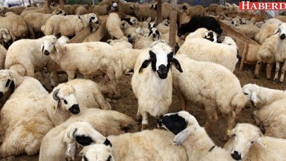 Kurban satış ve kesim yerleri belirlendi