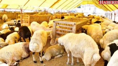 BEYLİKDÜZÜ’NDE KURBANLIK SATIŞLARI BAŞLADI