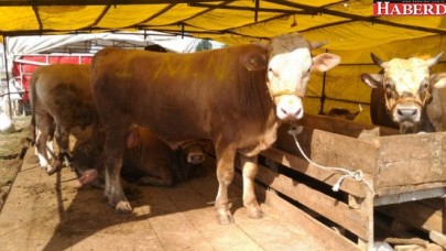 SİLİVRİ KURBAN BAYRAMINA HAZIRLANIYOR