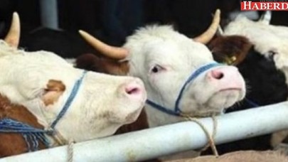 Şarbon, Türkiyeye böyle geldi