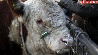 Boğa ve aygır spermi ithal edilecek