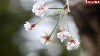 Kiraz çiçekleri 6 ay erken açtı