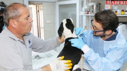 YARALI GELDİ OYNAYARAK ÇIKTI