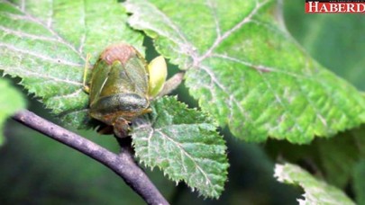 Dünyayı Dolaşan Hastalık, Karadeniz Bölgesinde Bitkilere Bulaştı