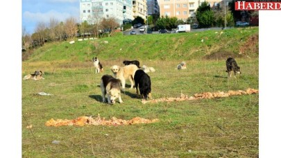 CAN DOSTLARA HER GÜN 4,5 TON YEMEK