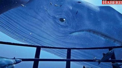 Ailelere Mavi Balina uyarısı: Geç olmadan kontrol edin