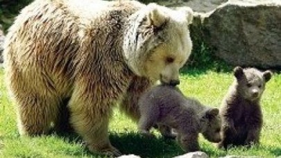 İsimlerini siz koyun