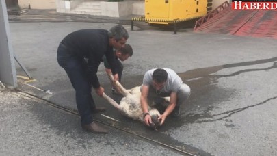 Köpek için seferber oldular