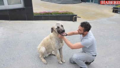Avcılar köpeğe sağlık verdi
