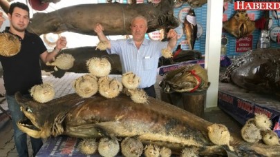 BU BALIK SİYANÜRDEN DAHA TEHLİKELİ