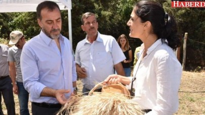 Siyez buğdayı hasadına katıldı