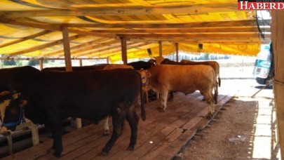 Kesim için 55 yer belirlendi