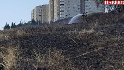 Köpekler telef oldu