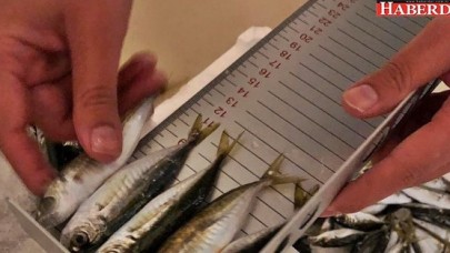 BALIKLARI ÖLÇTÜLER