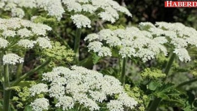 Göründüğü kadar masum olmayan, zehirli 10 bitki