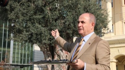 Tek bir ağaçtan 10 kilo zeytin!