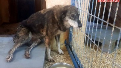 Silivride silahla vurulan köpek felç oldu