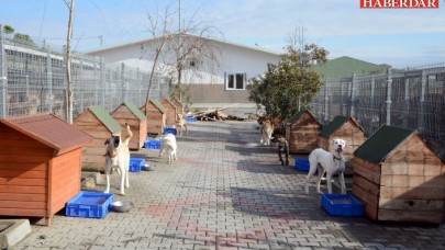 ​​​​​​​AYDA 2 BİN 244 SOKAK HAYVANI TEDAVİ EDİLDİ