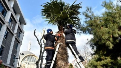 Avcılar’da ağaçlar kışa hazır