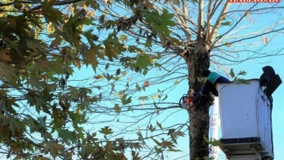 Kanser riski budamaya engel