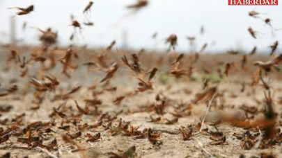 BM uyardı: Çekirge istilası geliyor! Sürüler komşu ülkeye ulaştı…