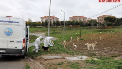 Büyükçekmece Belediyesi, sokak hayvanlarını unutmadı