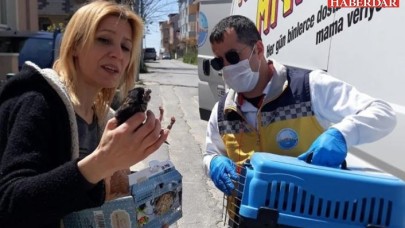 Anneleri ölen minik kediler için sütanne seferberliği
