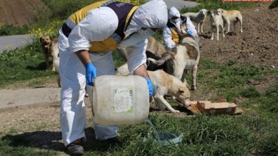 Siz evde kalın, can dostlar bize emanet!